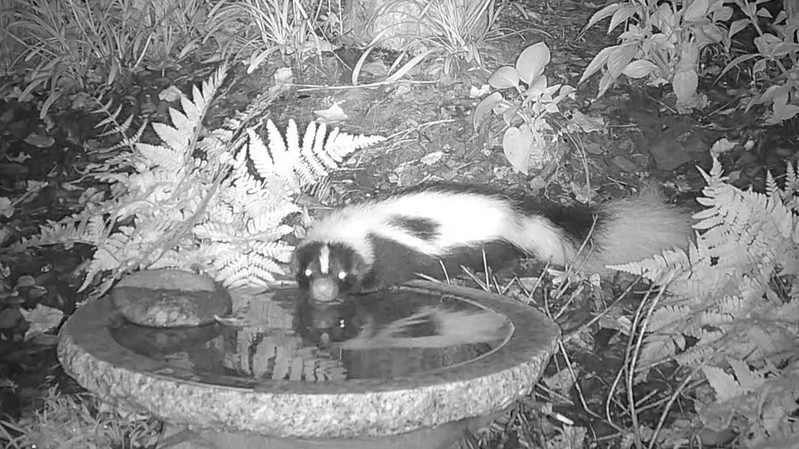 Why all the stink about skunks?