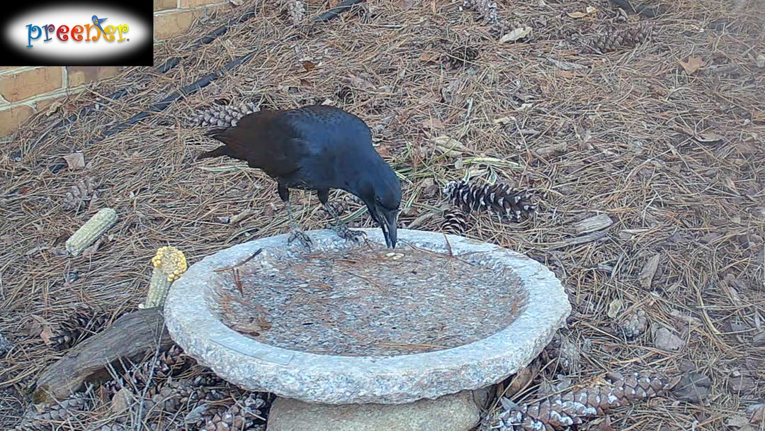 The Angry Murder:  a crow story