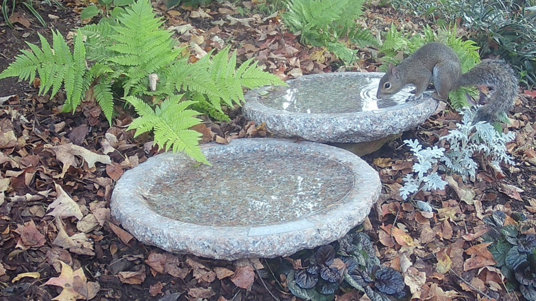 squirrel drinking at garden oasis 