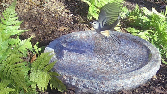 Tufted Titmouse flies after bathing